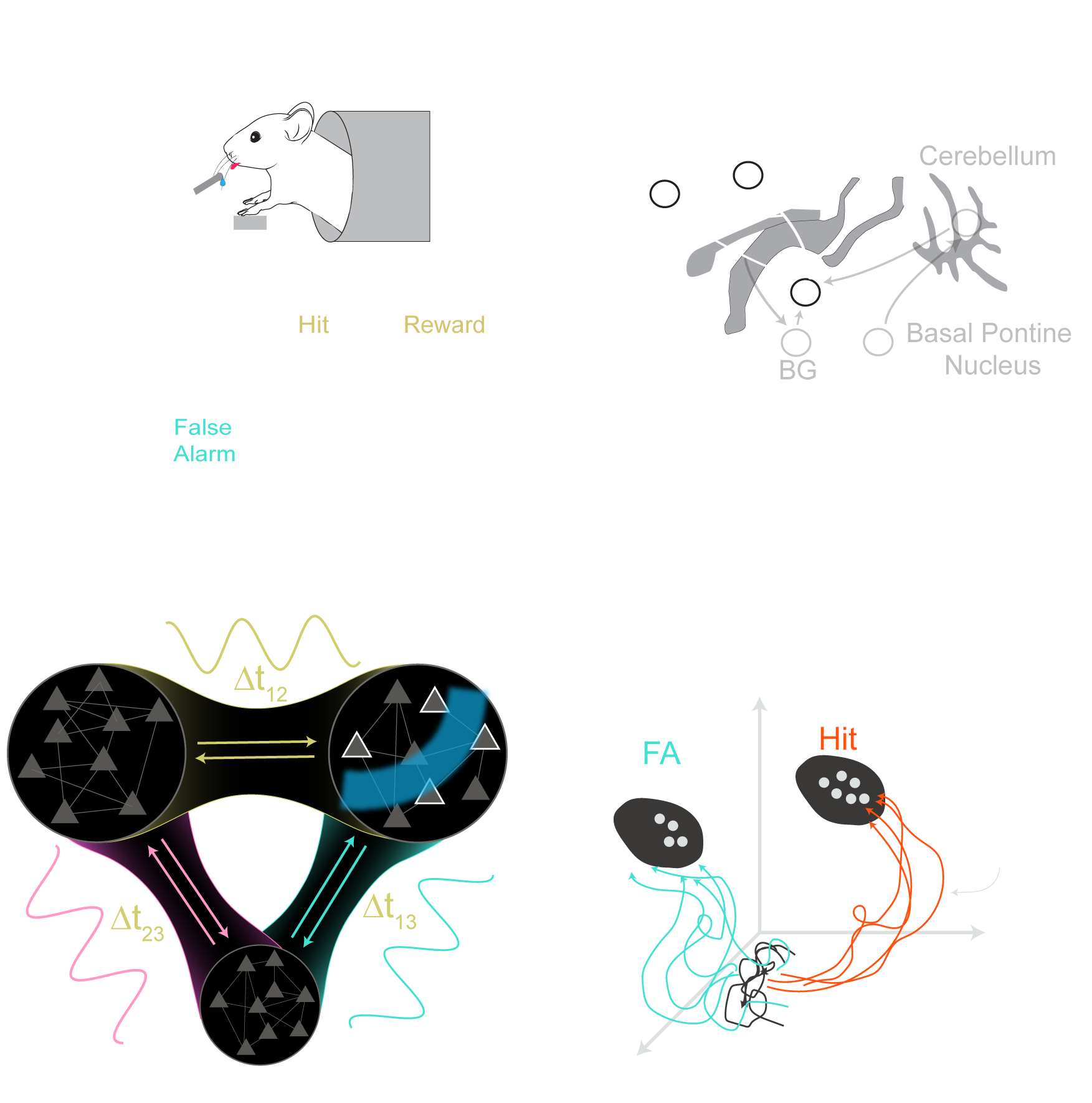 Neuronal Microcircuit