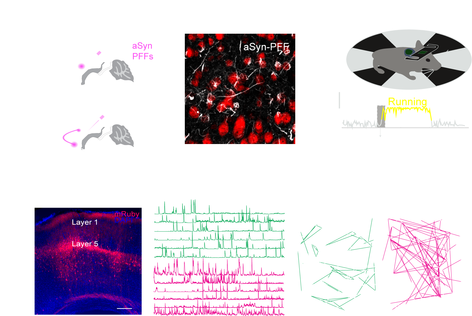 Neuronal Microcircuit