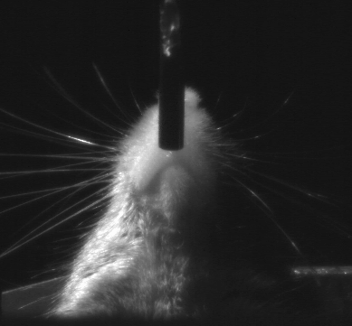High-speed videography of reward-based motor movement