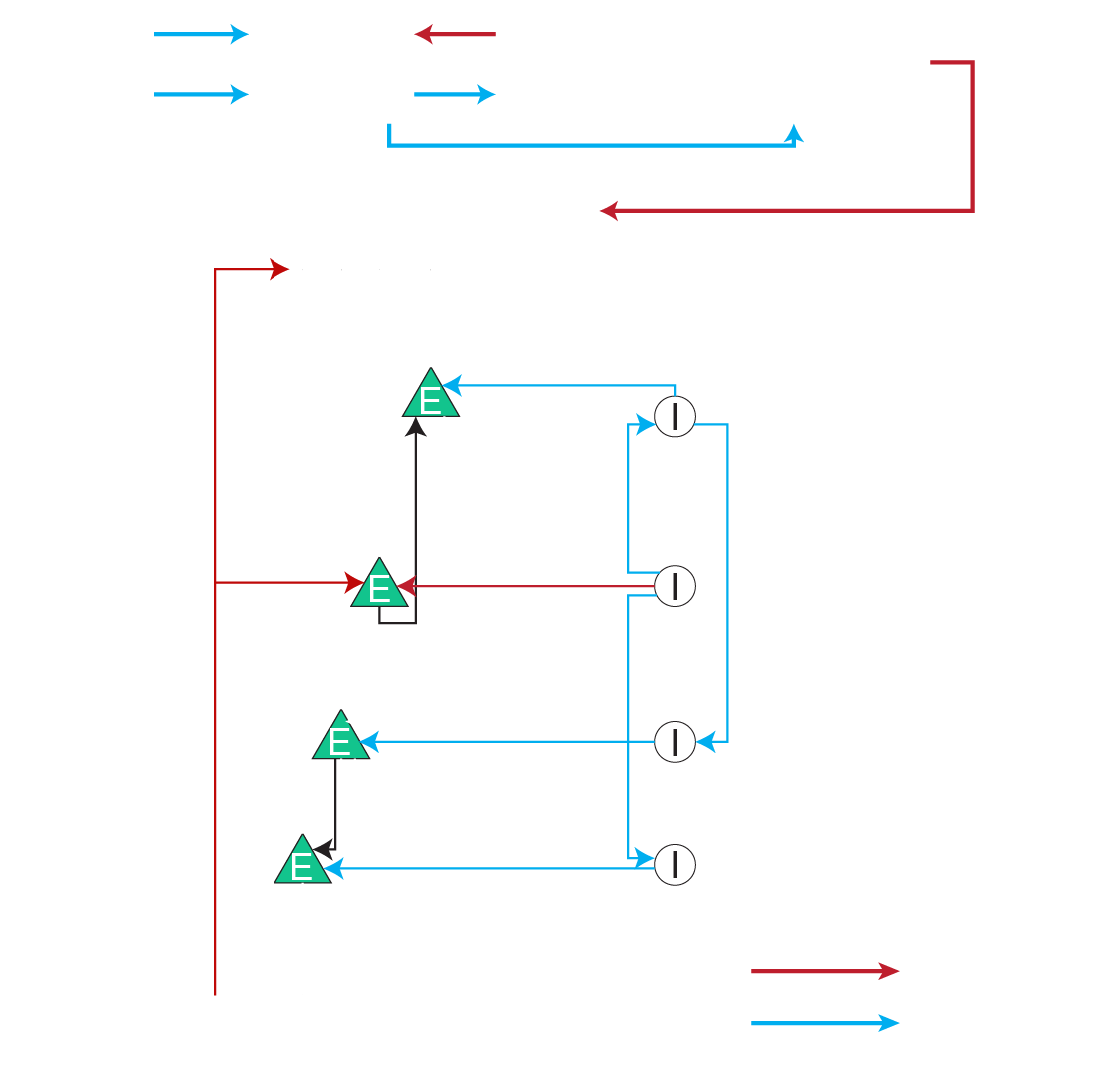 Neuronal Microcircuit