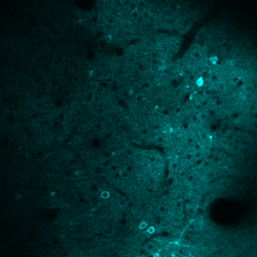 Neuronal population imaged through 2-photon microscopy