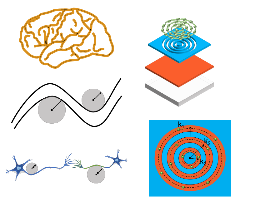 Neuronal Microcircuit